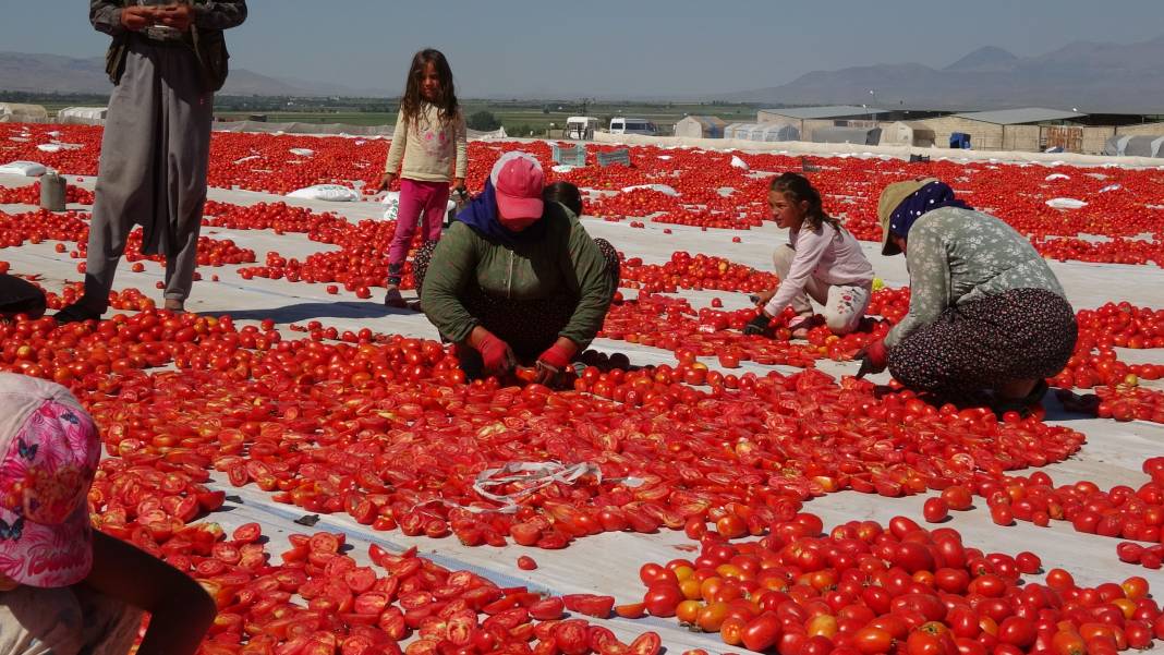 Avrupalı pizza devlerinin gözü kulağı Kayseri'deki hasatta 8